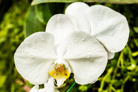 orchid in chiangmai Thailandの写真素材