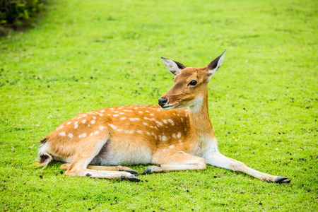 deer  in chiangmai Thailandの写真素材