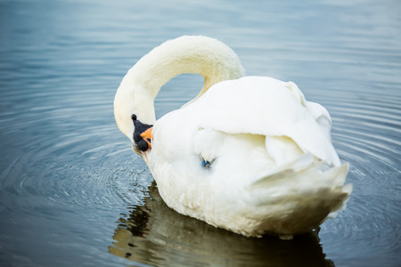 swan in chiangmai Thailandの写真素材