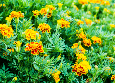 flower in gardenの写真素材