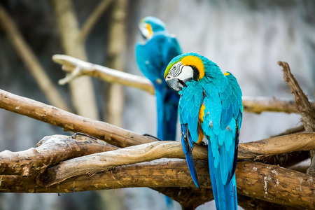 Macaw in chiangmai Thailandの写真素材
