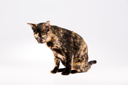 cat on white background