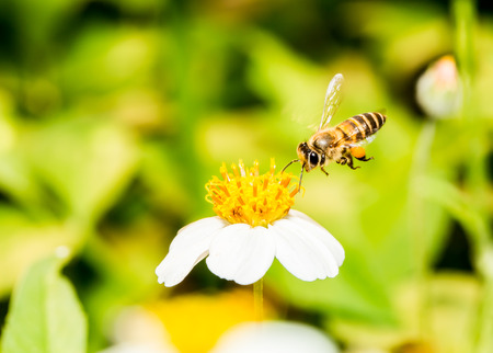 Bee eat pollen of flowerの写真素材