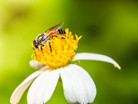 Bee eat pollen of flowerの写真素材