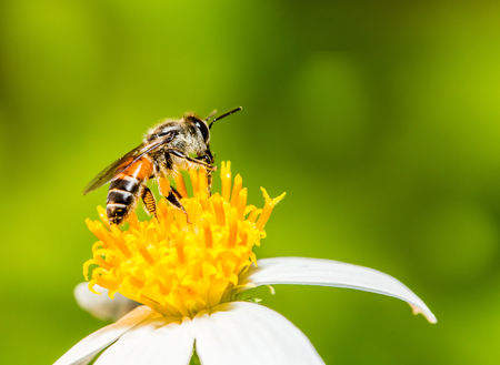 Bee eat pollen of flowerの写真素材