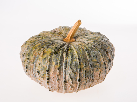 pumpkin on white backgroundの写真素材