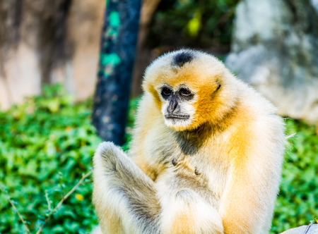 gibbon in chiangmai zoo Thailandの写真素材