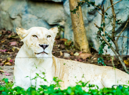 lion in chiangmai zoo Thailandの写真素材