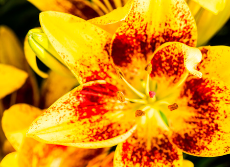 yellow  flower in gardenの写真素材