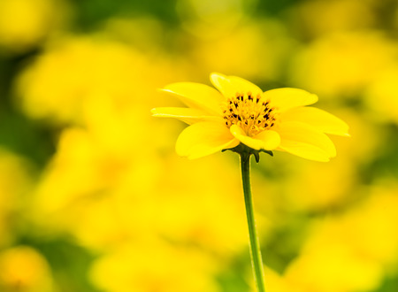 yellow flower in gardenの写真素材