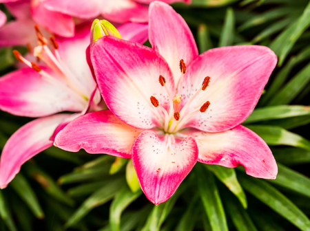 pink  flower in gardenの写真素材