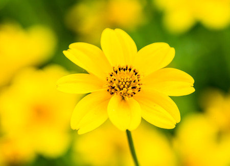 yellow flower in gardenの写真素材