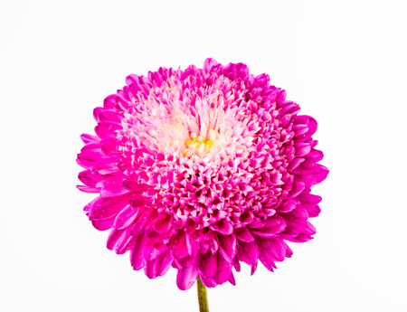 pink  flower on white backgroundの写真素材