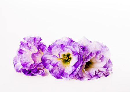 purple flower on white backgroundの写真素材