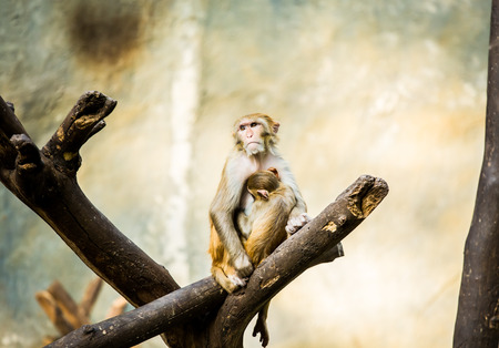 monkey in chiangmai Thailand