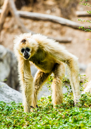 monkey in chiangmai zoo , chiangmai Thailand