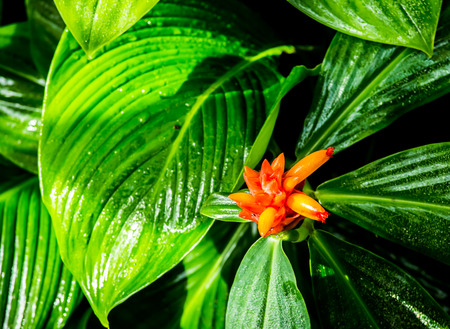 red flower and leaf background