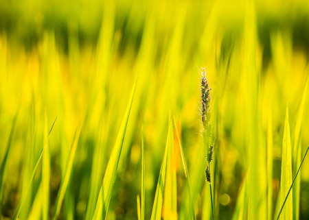 rice field in Thailandの写真素材