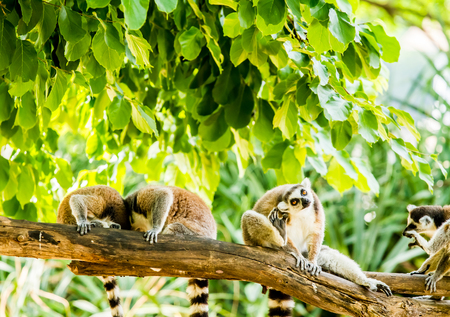 lemurs in chiangmai Thailandの写真素材