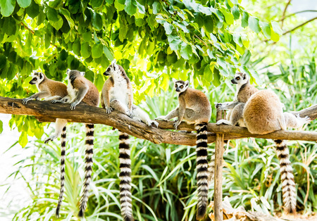 lemurs in chiangmai Thailandの写真素材