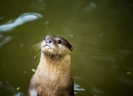 otter in chiangmai Thailandの写真素材