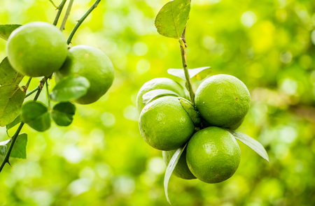 green lemon treeの写真素材
