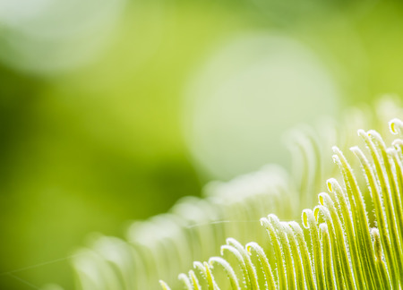 cycad leavesの写真素材