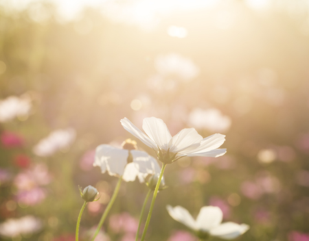 Cosmos  flowers  in the field of Lumphun province countryside Thailandの写真素材