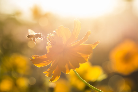 Cosmos  flowers  in the field of Lumphun province countryside Thailandの写真素材