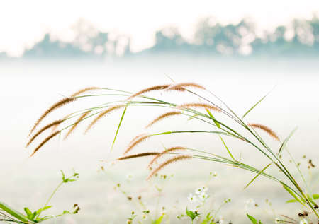Silhouette of grass flower   in the morning, Chiangmai province Thailandの写真素材