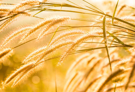Silhouette of grass flower   in the morning, Chiangmai province Thailand