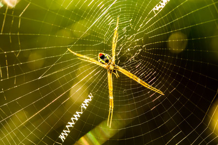 Spider  holding  on  web in the morning  , Chiangmai Thailandの写真素材