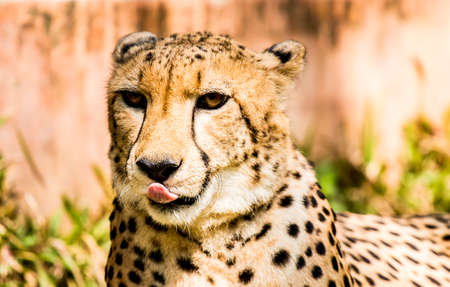 Close up cheetah  in Chiangmai Thailandの写真素材