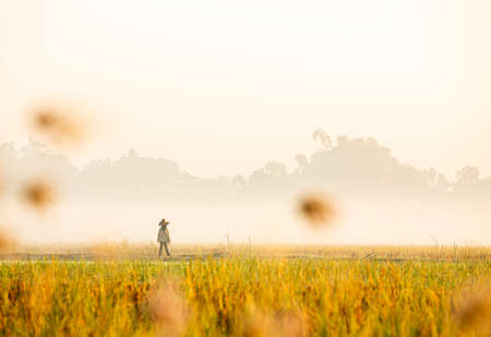 View of   far away scarecrow in rice field, countryside Chiangmai province  Thailandの写真素材