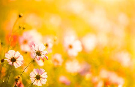 Cosmos flowers in the garden , Lumphum province Thailand.