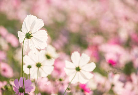 Cosmos flowers in the garden , Lumphum province Thailand.の写真素材