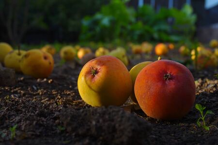 Many apples fallen from the tree lying on the ground in the garden. Three fruit hanging on the branch - Selective focus.の写真素材