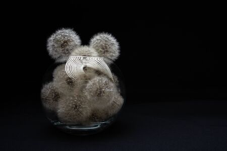 Many tops of dandelions in a transparent round vase on a black background, low key with tracks of light. Copy space.の写真素材