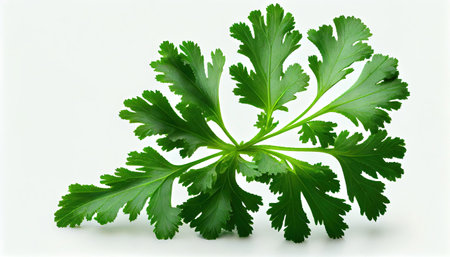 Parsley herb isolated on white background with Generative AI Technologyの素材