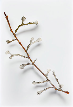 natural winter twig with lichens, isolated seasonal design element, flat lay top view with Generative AI Technologyの素材