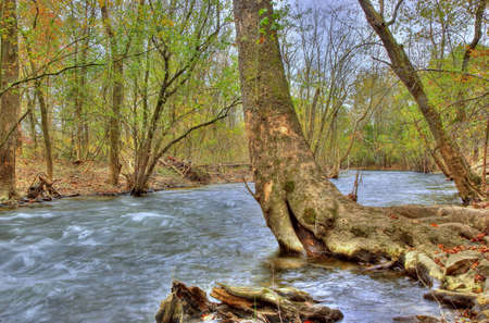 Crooked tree along Muscanetcong River,NJの写真素材
