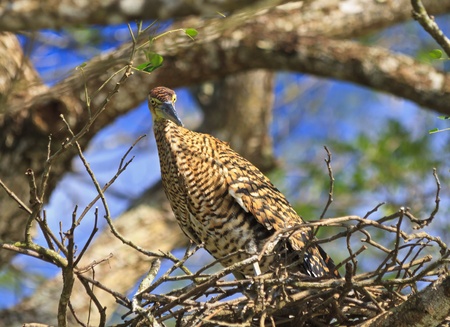 A Tiger Heron in a nest by the River Tempisque in the Palo Verde National Park in Costa Ricaの写真素材