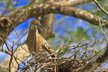 A Tiger Heron in a nest by the River Tempisque in the Palo Verde National Park in Costa Ricaの写真素材