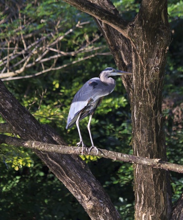 A great blue heron standing on a tree limb by the River Tempisque in the Palo Verde National Park in Costa Ricaの写真素材