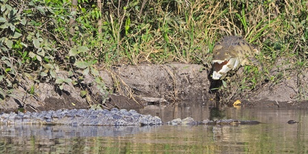 An American Crocodile swims past another on the shore of the Rio Tempisque in the Palo Verde National Park in Costa Ricaの写真素材
