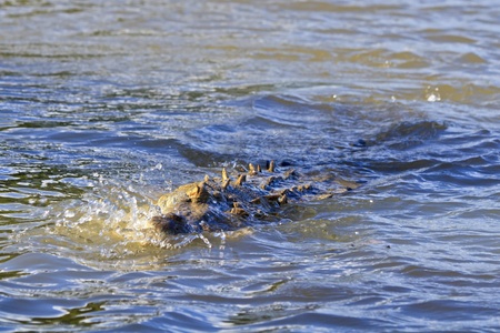 An American Crocodile biting down on its prey in the River Tempisque in the Palo Verde National Park in Costa Ricaの写真素材
