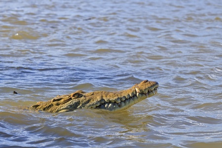 An American Crocodile emerges from the River Tempisque in the Palo Verde National Park in Costa Ricaの写真素材