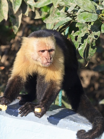 A White-throated Capuchin monkey with two bananas, perched on a boat on the Tempesque River in the Palo Verde National Park in Costa Ricaの写真素材