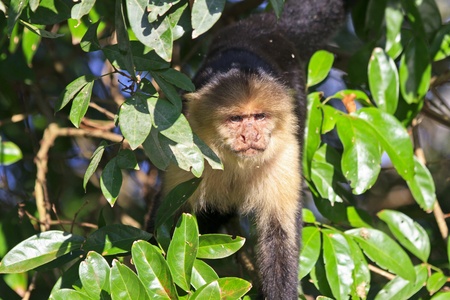 A White-throated Capuchin monkey peers out through the branches near the Tempesque River in the Palo Verde National Park in Costa Ricaの写真素材