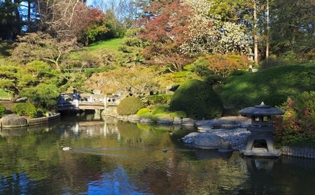 Ducks swimming on the pond at the Japanese Hill-and-Pond Garden at the Brooklyn Botanic Gardens on a sunny Spring morning.の写真素材